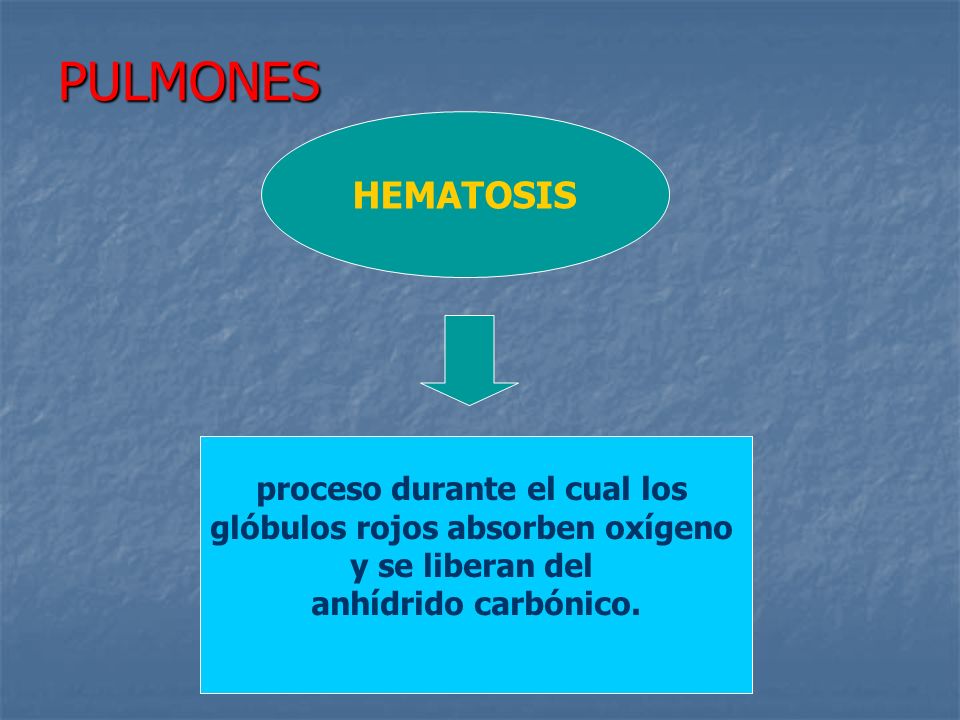 proceso durante el cual los glóbulos rojos absorben oxígeno