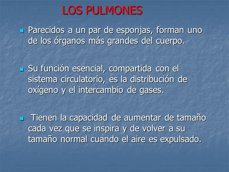 LOS PULMONES Parecidos a un par de esponjas, forman uno de los órganos más grandes del cuerpo.