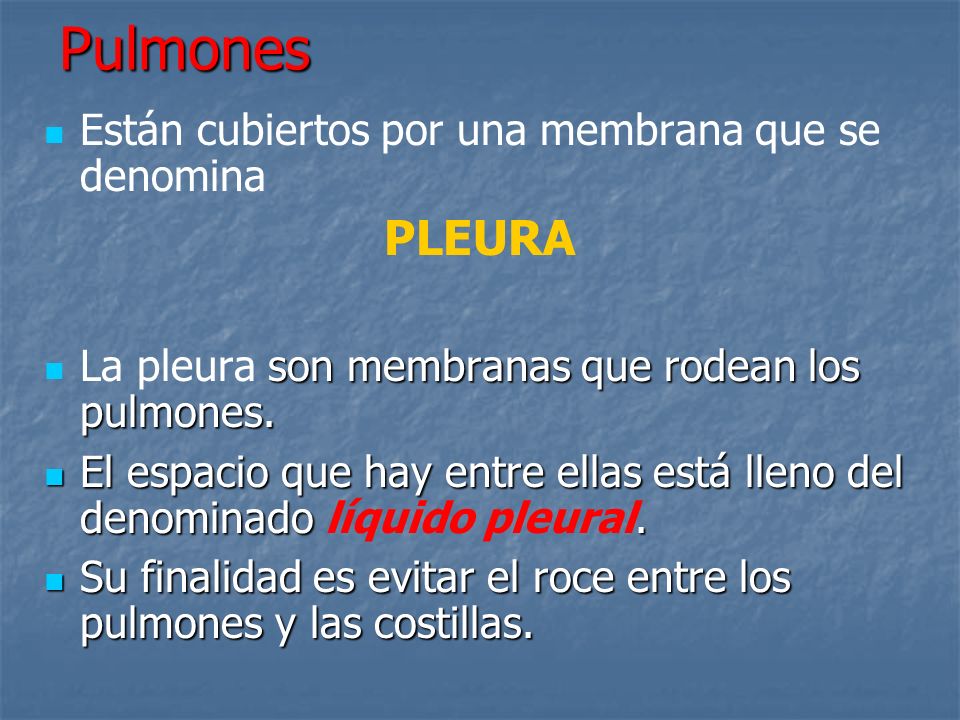 Pulmones PLEURA Están cubiertos por una membrana que se denomina