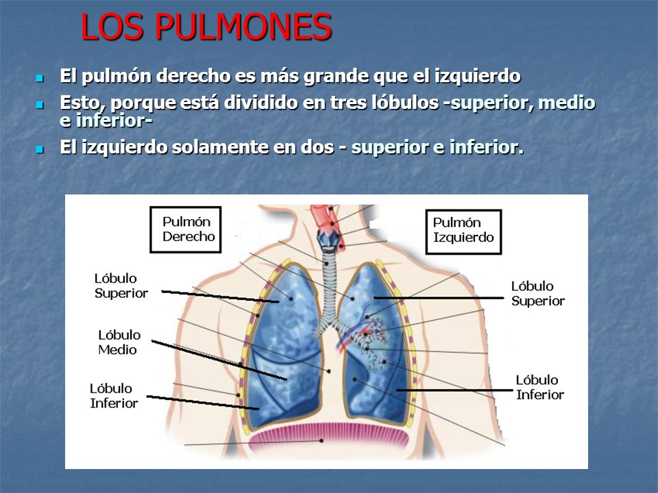 LOS PULMONES El pulmón derecho es más grande que el izquierdo