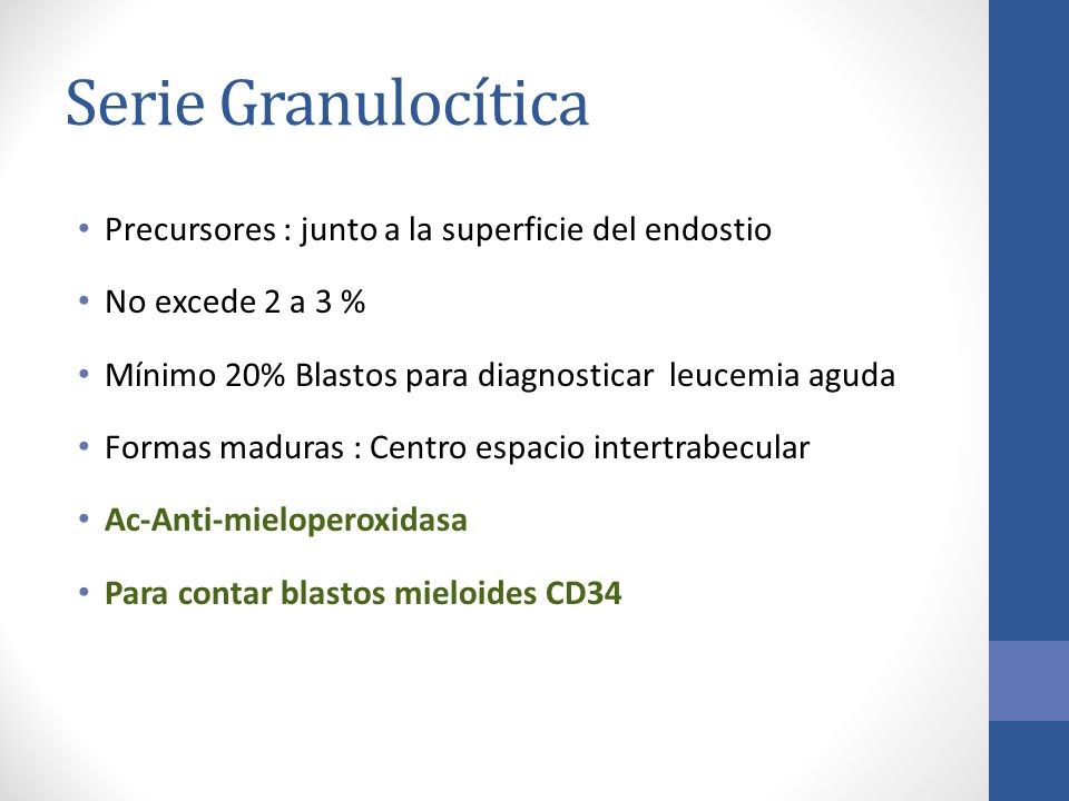 Serie Granulocítica Precursores : junto a la superficie del endostio