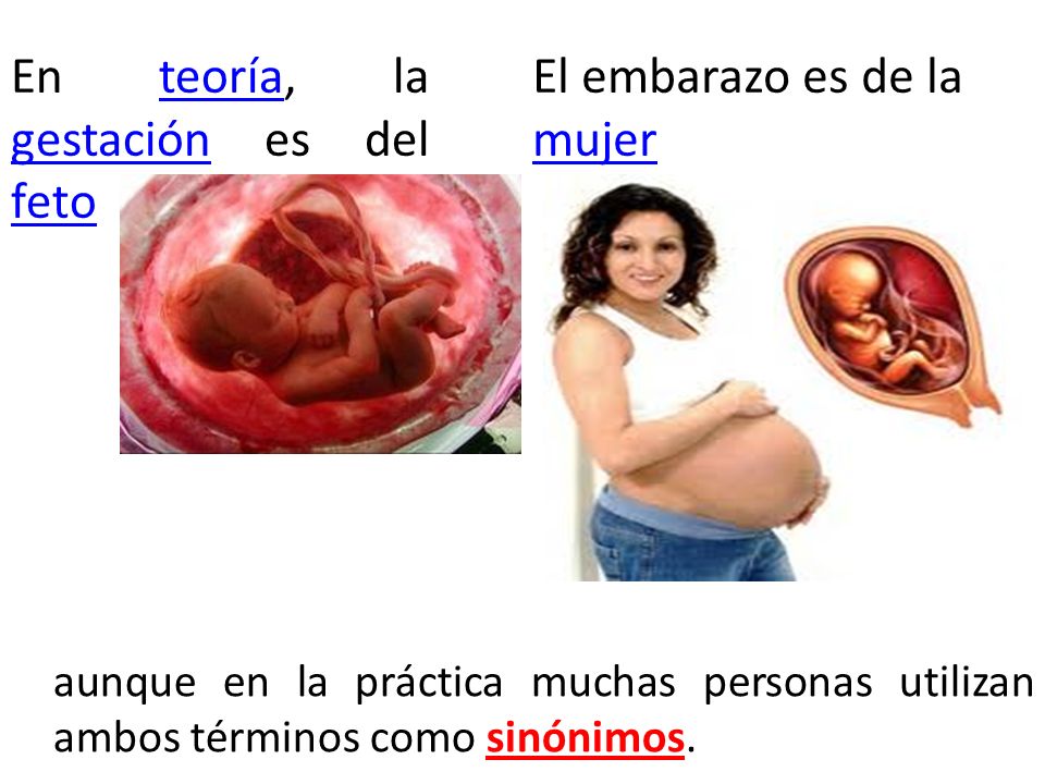 En teoría, la gestación es del feto El embarazo es de la mujer