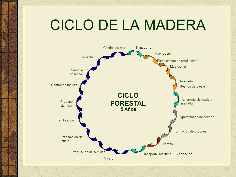 CICLO DE LA MADERA CICLO FORESTAL 5 Años Gestión de tala Transporte