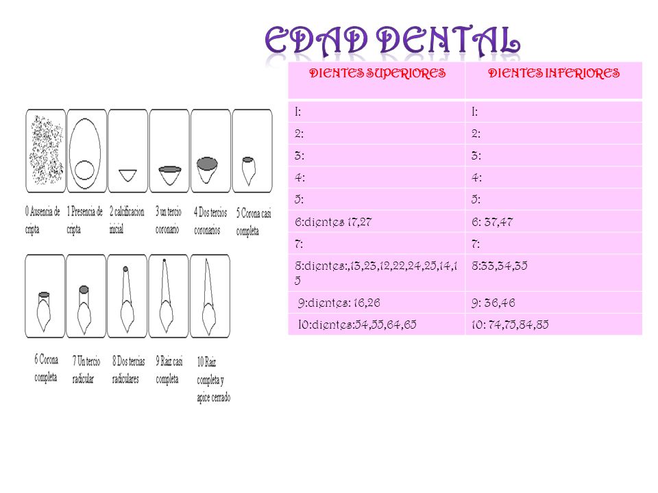 Edad dental DIENTES SUPERIORES DIENTES INFERIORES I: 2: 3: 4: 5: