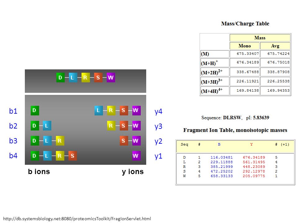 y ions b ions. b1. b2. b3. b4. y4. y3. y2. y1. IV. Determining the amino acid sequence of a peptide.