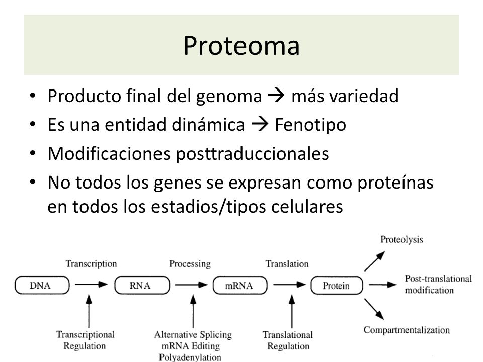 Proteoma Producto final del genoma  más variedad