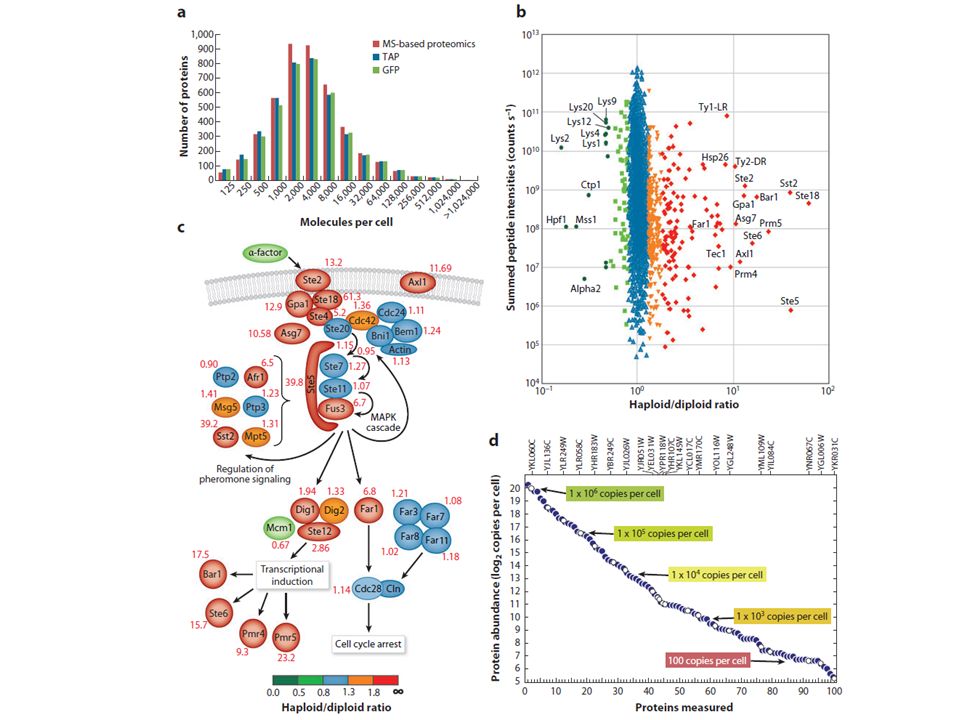 Identified yeast proteins per copy number for shotgun proteomics and two tagging approaches. MS, mass spectrometry; GFP, green fluorescent protein; TAP, tandem affinity purification. (b) Using SILAC