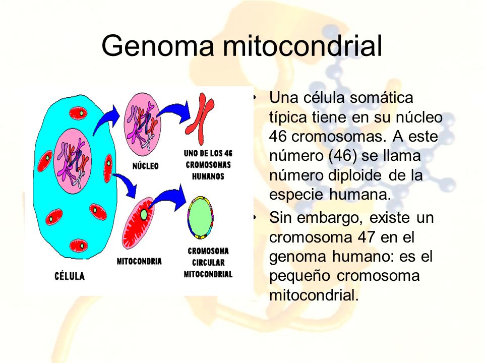 Genoma mitocondrial Una célula somática típica tiene en su núcleo 46 cromosomas. A este número (46) se llama número diploide de la especie humana.