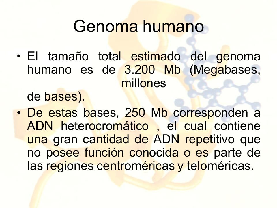 Genoma humano El tamaño total estimado del genoma humano es de Mb (Megabases, millones de bases).