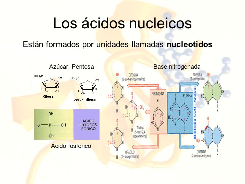 Los ácidos nucleicos Están formados por unidades llamadas nucleotidos