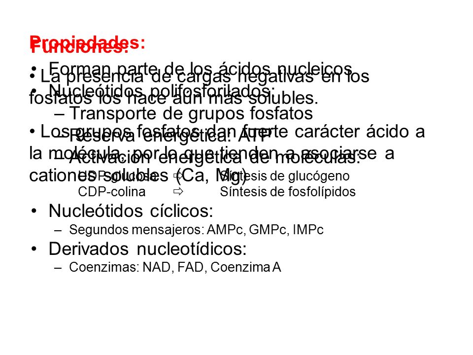 Forman parte de los ácidos nucleicos Nucleótidos polifosforilados:
