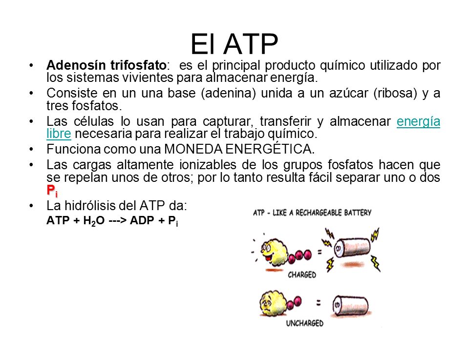 El ATP Adenosín trifosfato: es el principal producto químico utilizado por los sistemas vivientes para almacenar energía.