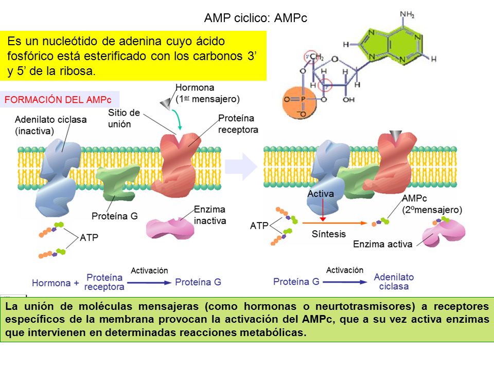 AMP ciclico: AMPc Es un nucleótido de adenina cuyo ácido fosfórico está esterificado con los carbonos 3’ y 5’ de la ribosa.
