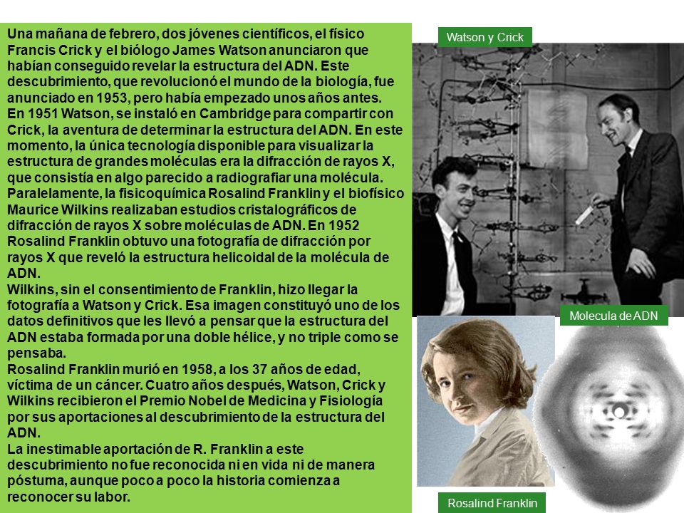 Una mañana de febrero, dos jóvenes científicos, el físico Francis Crick y el biólogo James Watson anunciaron que habían conseguido revelar la estructura del ADN. Este descubrimiento, que revolucionó el mundo de la biología, fue anunciado en 1953, pero había empezado unos años antes.