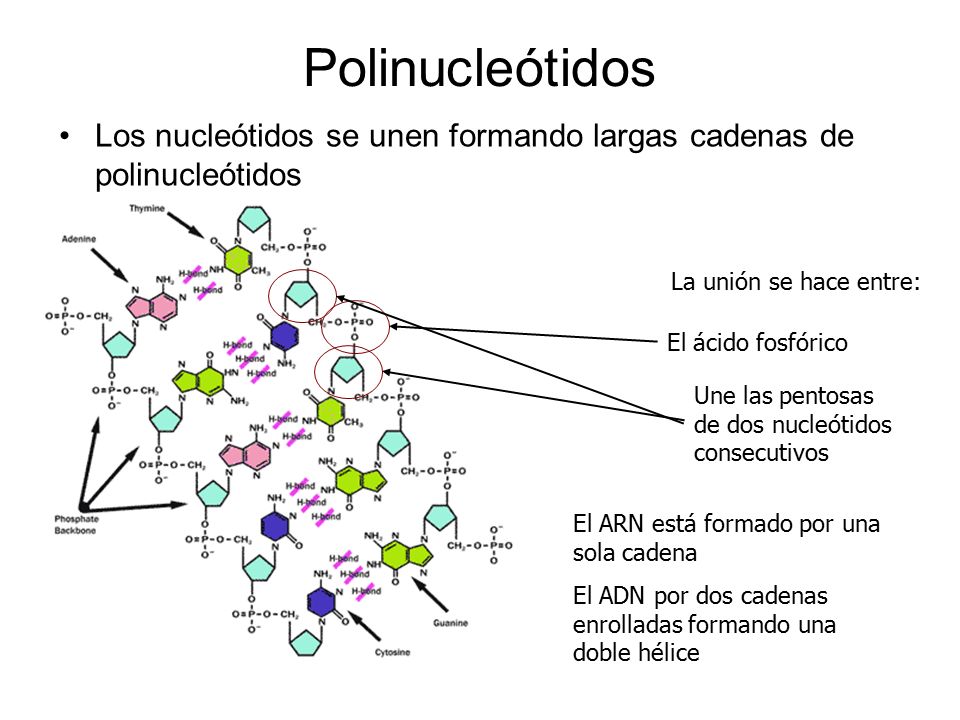 Polinucleótidos Los nucleótidos se unen formando largas cadenas de polinucleótidos. La unión se hace entre: