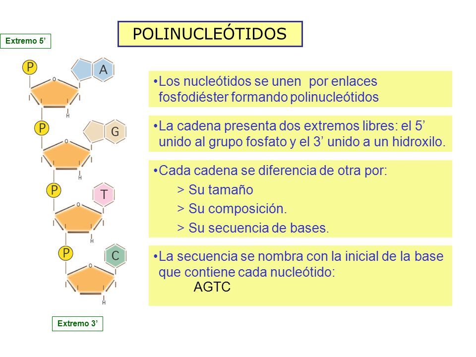 POLINUCLEÓTIDOS Extremo 5’ Los nucleótidos se unen por enlaces fosfodiéster formando polinucleótidos.