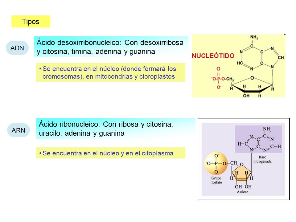 Ácido ribonucleico: Con ribosa y citosina, uracilo, adenina y guanina