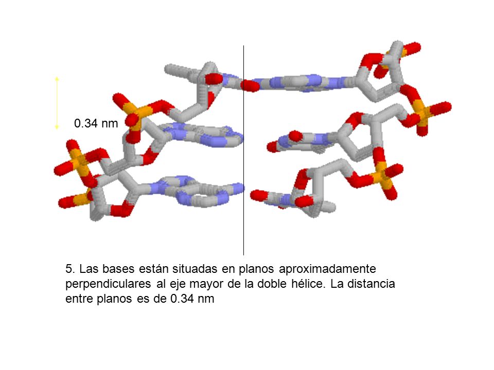 0.34 nm 5. Las bases están situadas en planos aproximadamente. perpendiculares al eje mayor de la doble hélice. La distancia.