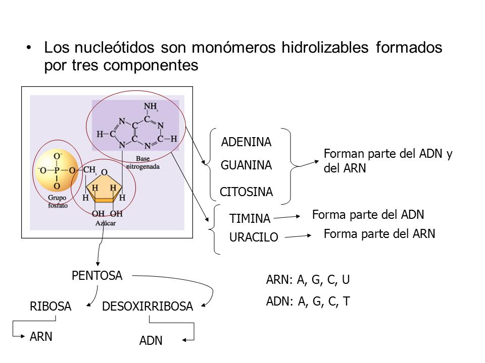 Los nucleótidos son monómeros hidrolizables formados por tres componentes