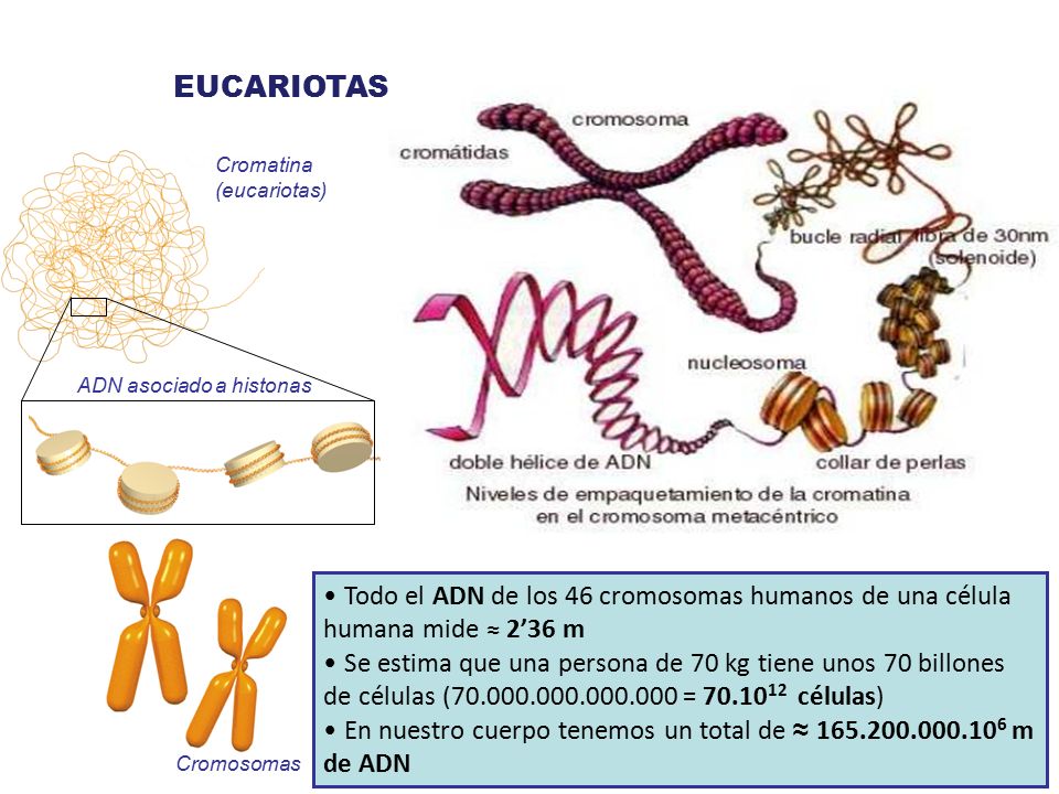 EUCARIOTAS: Cromatina (eucariotas) ADN asociado a histonas. Todo el ADN de los 46 cromosomas humanos de una célula humana mide ≈ 2’36 m.