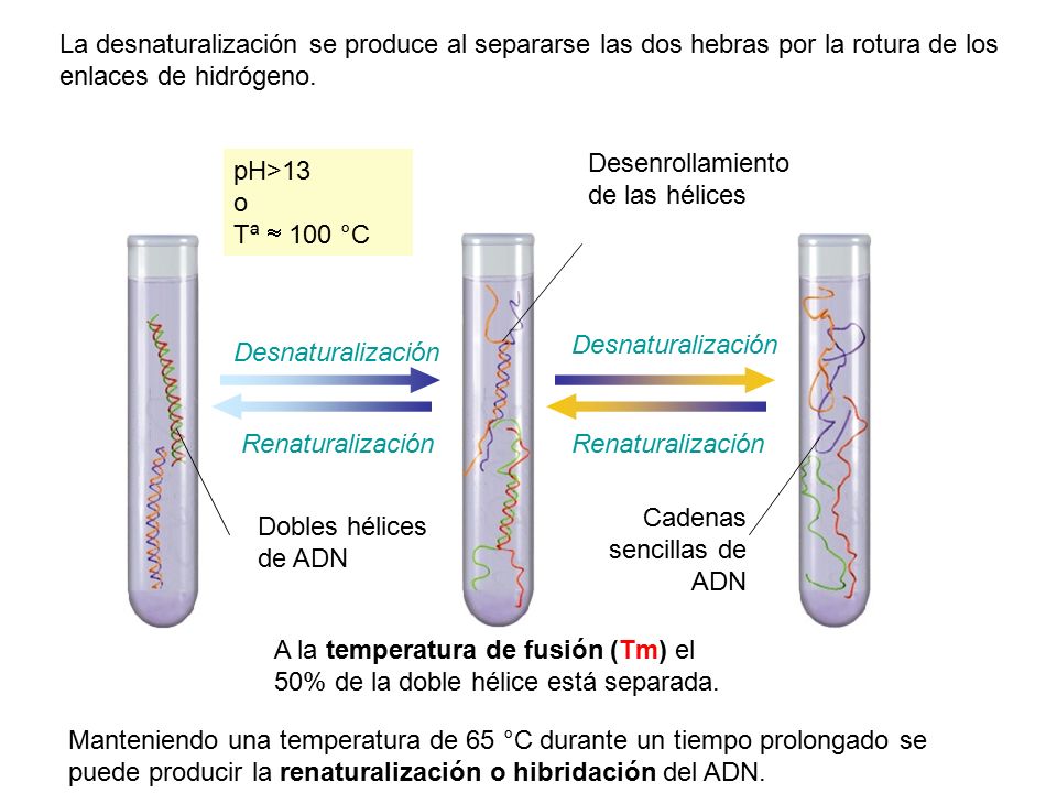 La desnaturalización se produce al separarse las dos hebras por la rotura de los enlaces de hidrógeno.