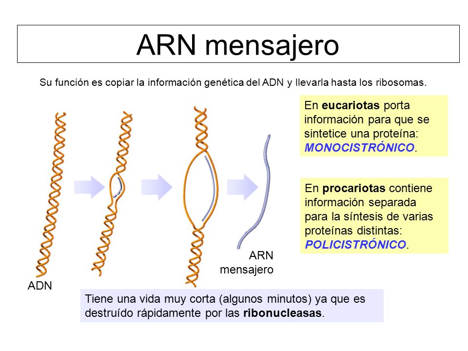 ARN mensajero Su función es copiar la información genética del ADN y llevarla hasta los ribosomas.