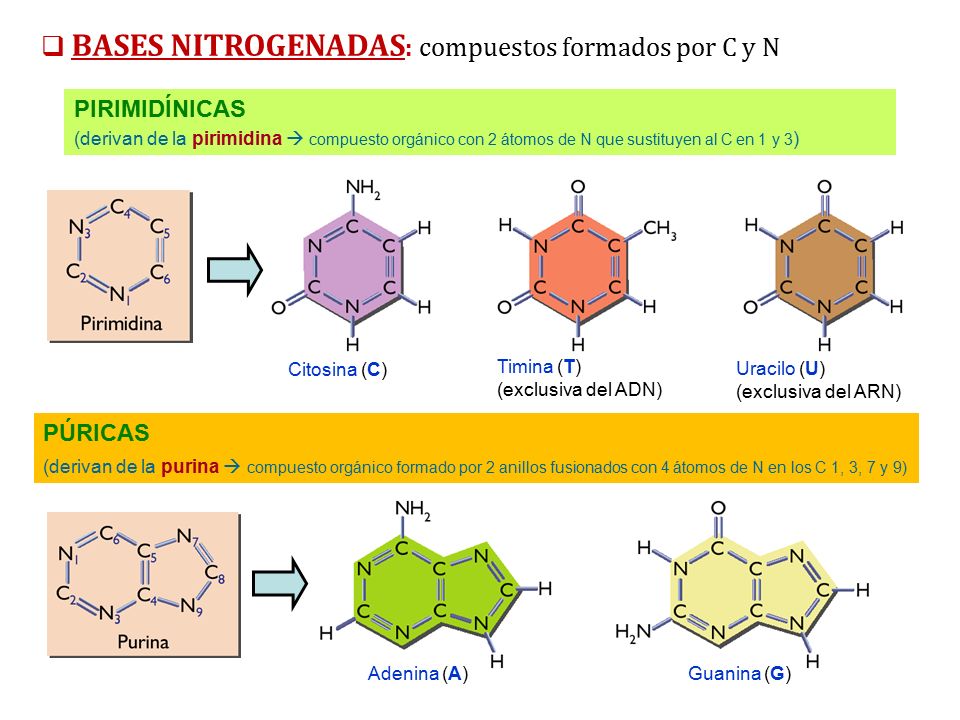 BASES NITROGENADAS: compuestos formados por C y N