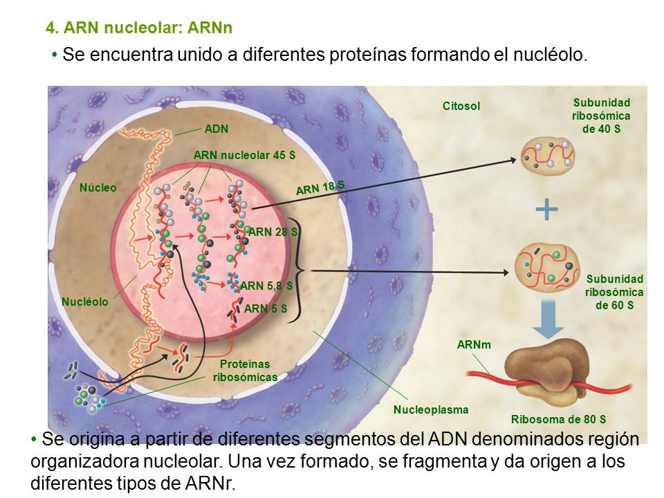 Se encuentra unido a diferentes proteínas formando el nucléolo.