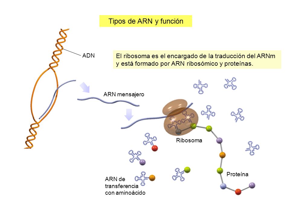 Tipos de ARN y función ADN. El ribosoma es el encargado de la traducción del ARNm y está formado por ARN ribosómico y proteínas.