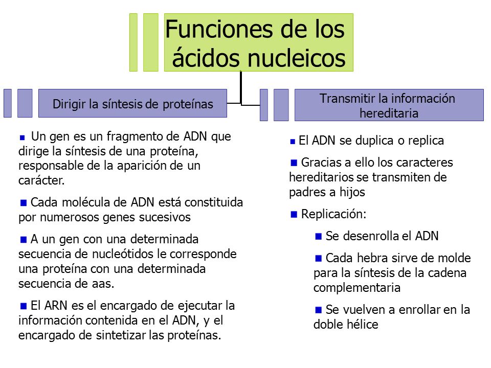 Cada molécula de ADN está constituida por numerosos genes sucesivos
