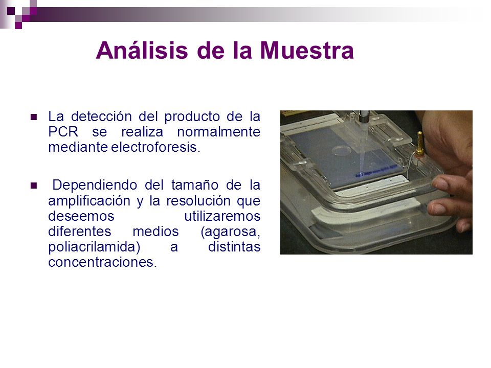 Análisis de la Muestra La detección del producto de la PCR se realiza normalmente mediante electroforesis.