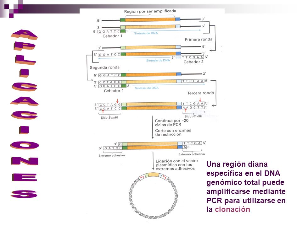 APLICACIONES Una región diana específica en el DNA genómico total puede amplificarse mediante PCR para utilizarse en la clonación.