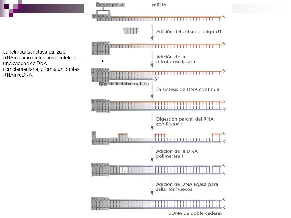 La retrotranscriptasa utiliza el RNAm como molde para sintetizar una cadena de DNA complementaria, y forma un dúplex RNAm/cDNA.