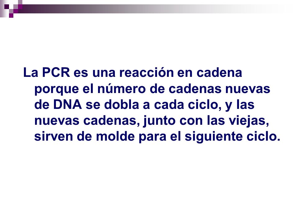 La PCR es una reacción en cadena porque el número de cadenas nuevas de DNA se dobla a cada ciclo, y las nuevas cadenas, junto con las viejas, sirven de molde para el siguiente ciclo.