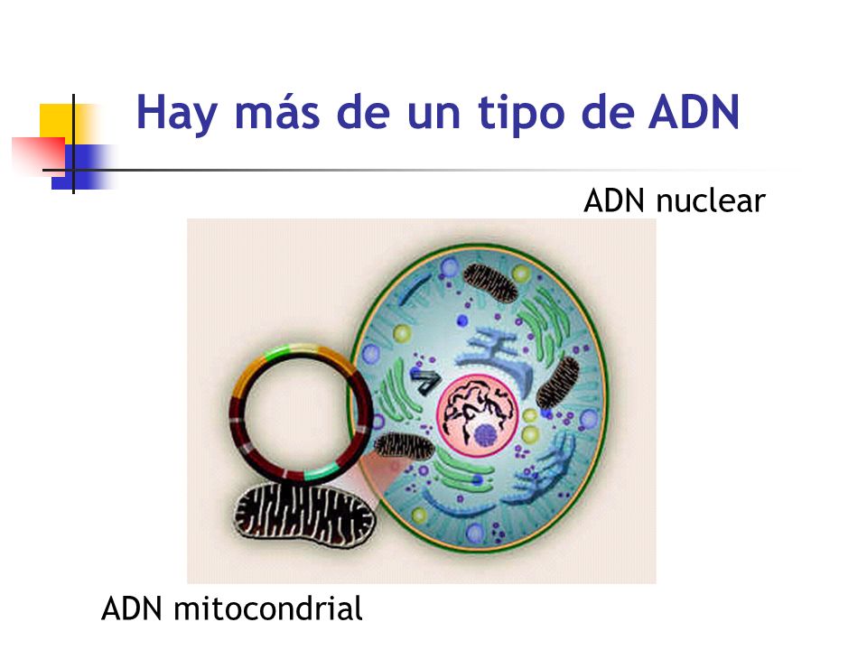 Hay más de un tipo de ADN ADN nuclear ADN mitocondrial