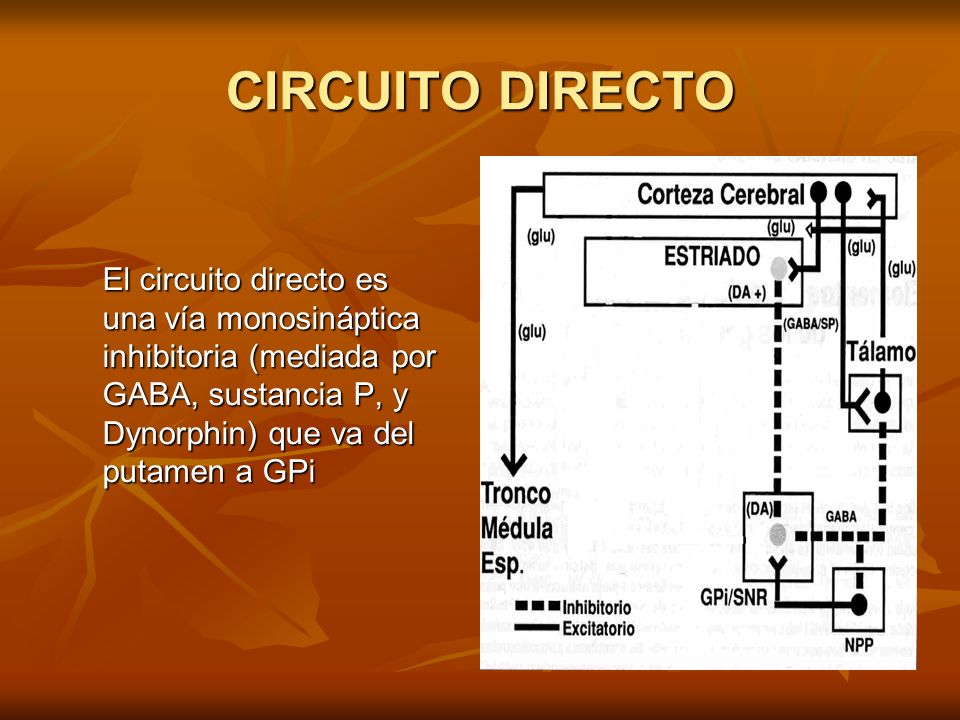 CIRCUITO DIRECTO El circuito directo es una vía monosináptica inhibitoria (mediada por GABA, sustancia P, y Dynorphin) que va del putamen a GPi.