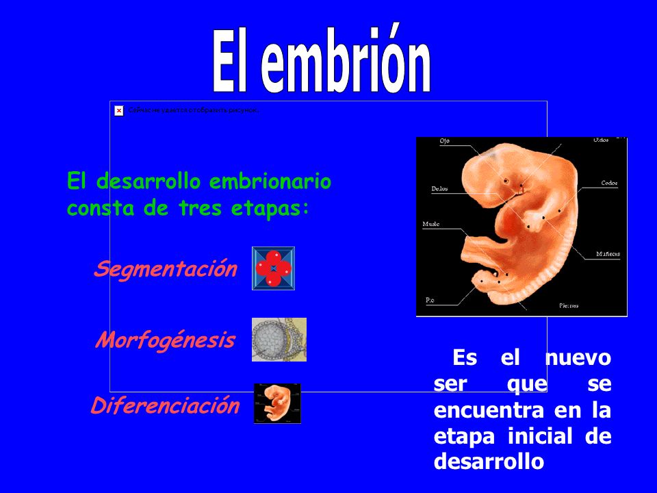 El embrión El desarrollo embrionario consta de tres etapas: