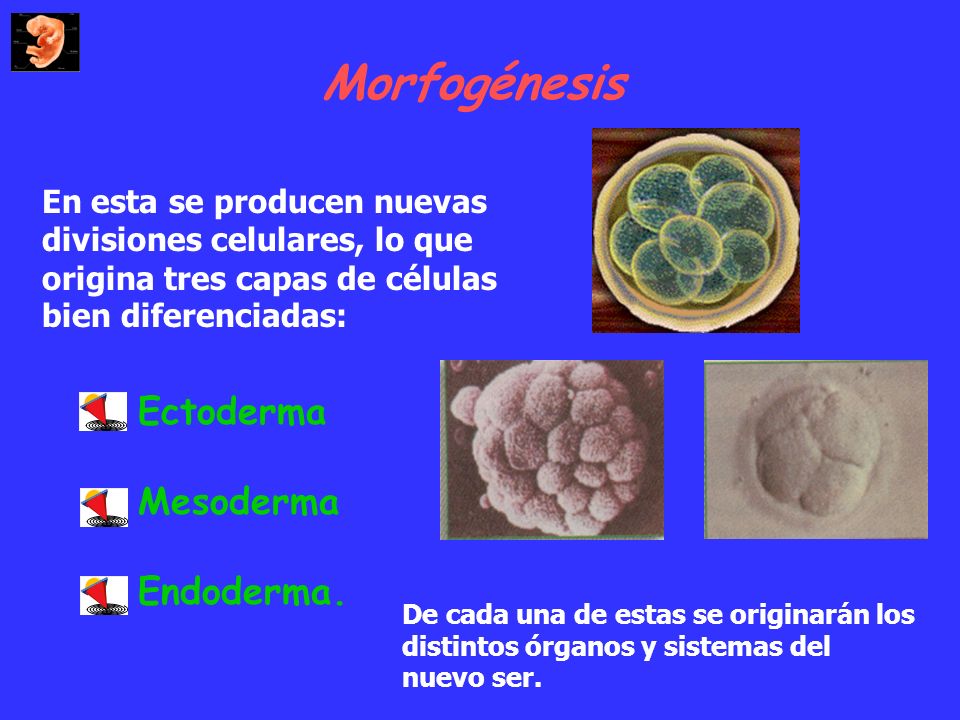 Morfogénesis Ectoderma Mesoderma Endoderma.