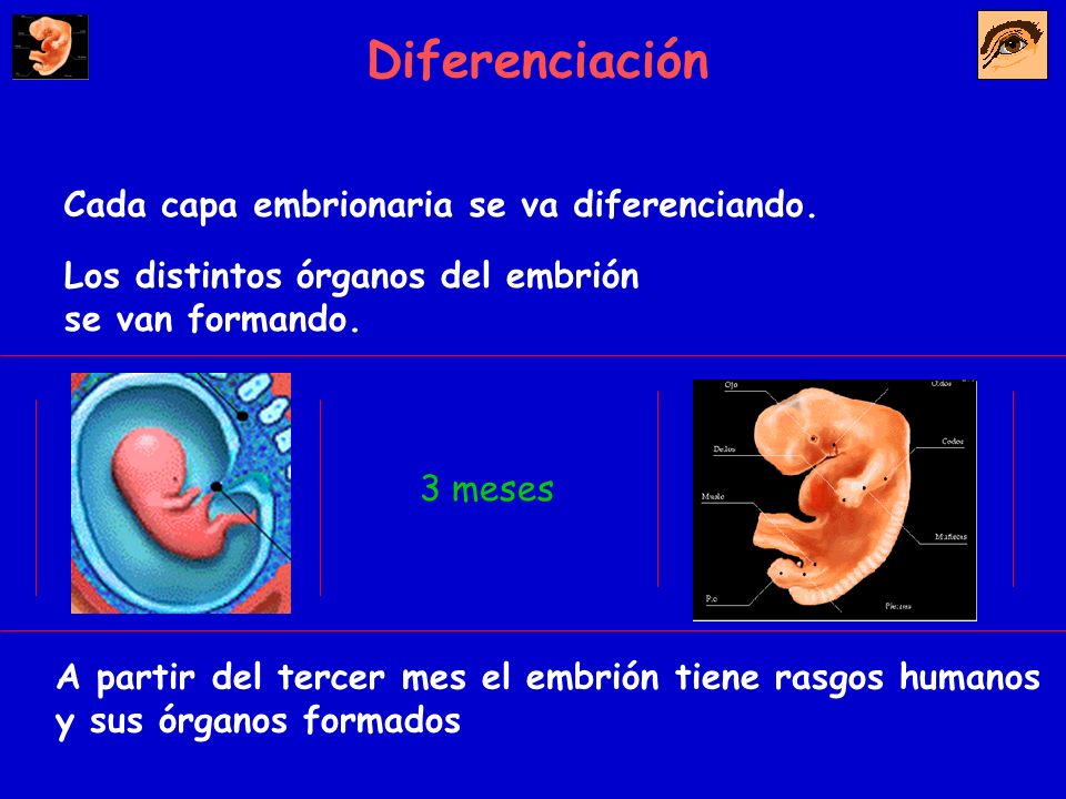 Diferenciación Cada capa embrionaria se va diferenciando.