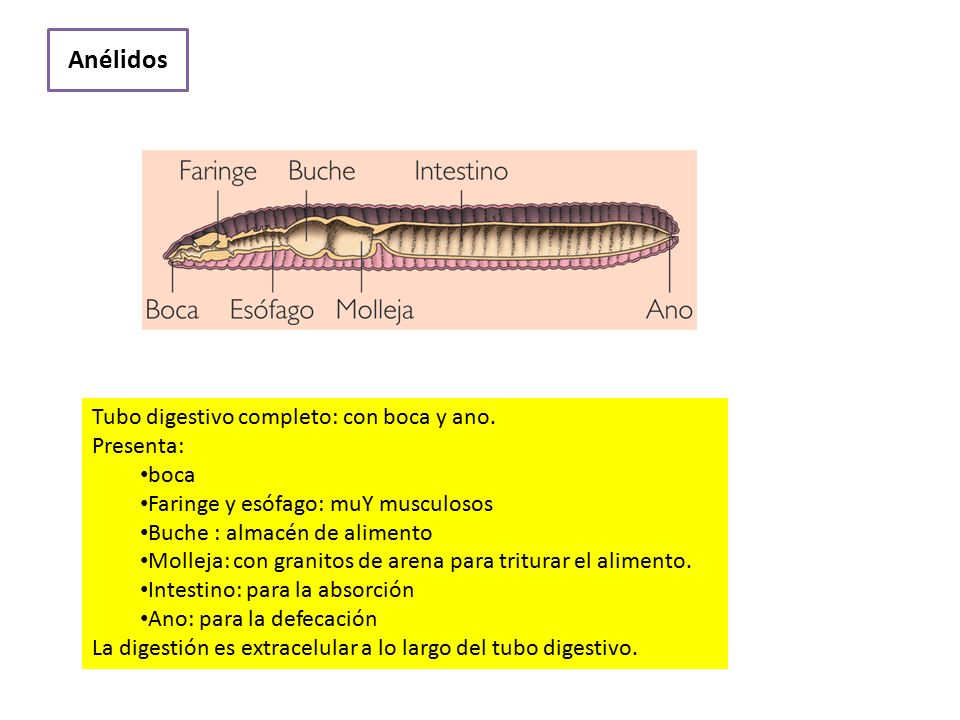 Anélidos Tubo digestivo completo: con boca y ano. Presenta: boca
