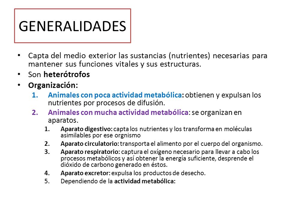 GENERALIDADES Capta del medio exterior las sustancias (nutrientes) necesarias para mantener sus funciones vitales y sus estructuras.