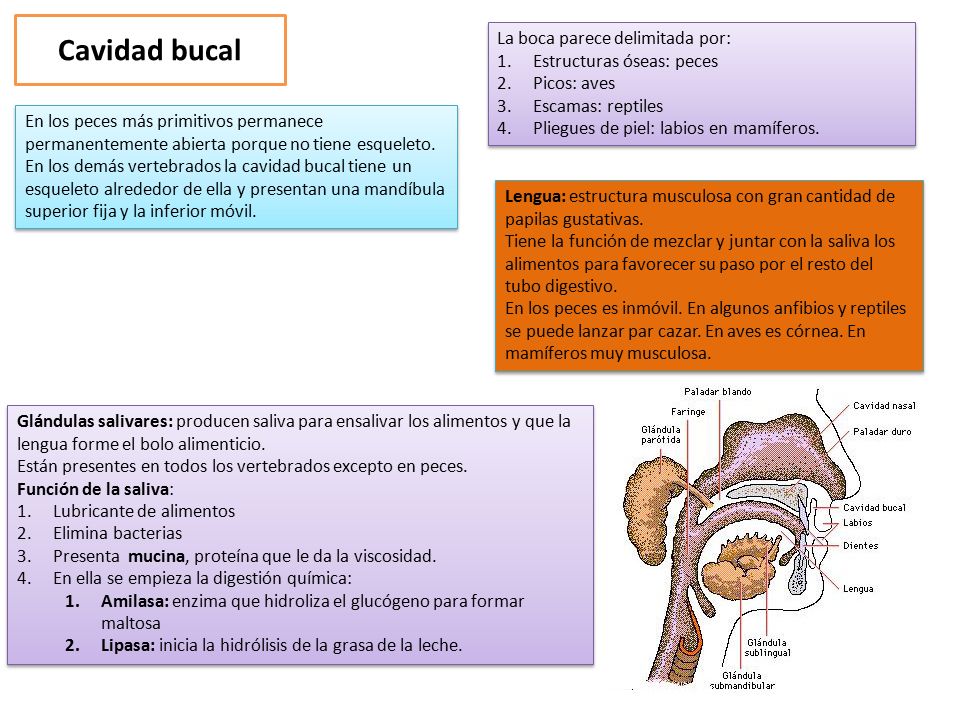 Cavidad bucal La boca parece delimitada por: Estructuras óseas: peces