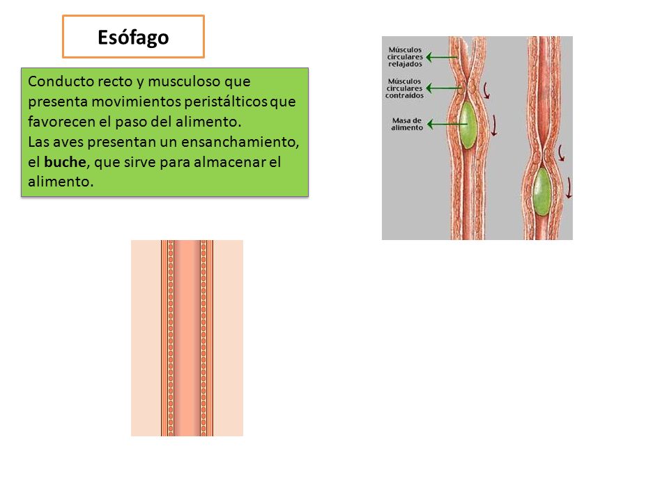 Esófago Conducto recto y musculoso que presenta movimientos peristálticos que favorecen el paso del alimento.