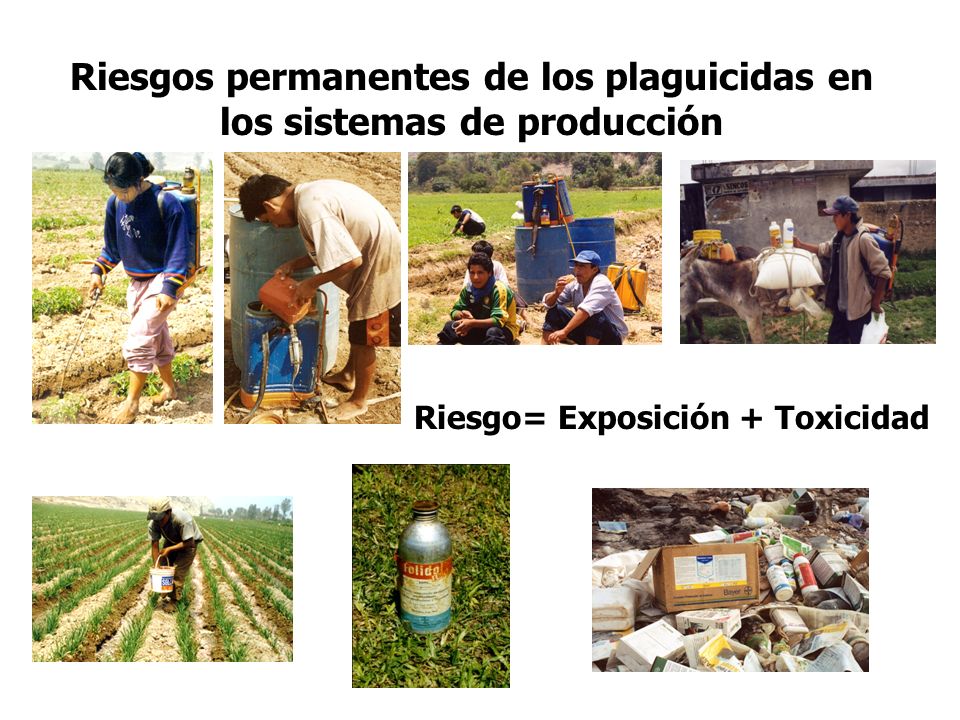 Riesgos permanentes de los plaguicidas en los sistemas de producción