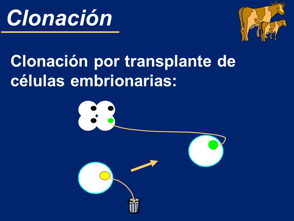 Clonación por transplante de células embrionarias: