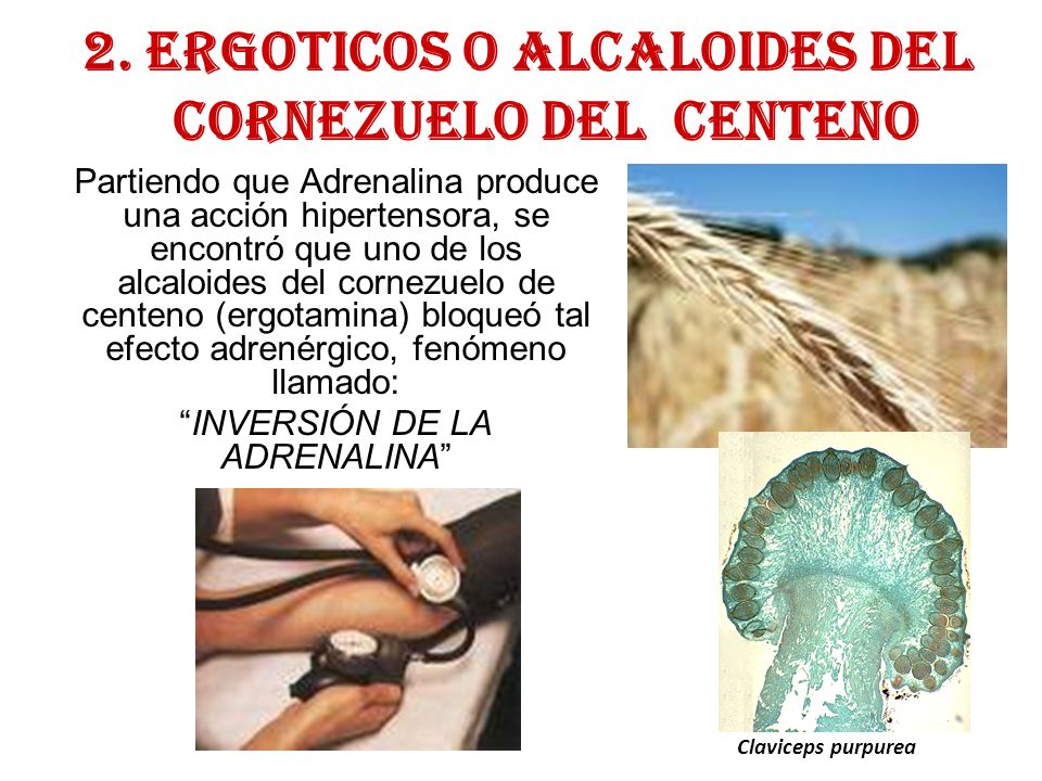 2. ERGOTICOS O ALCALOIDES DEL CORNEZUELO DEL CENTENO