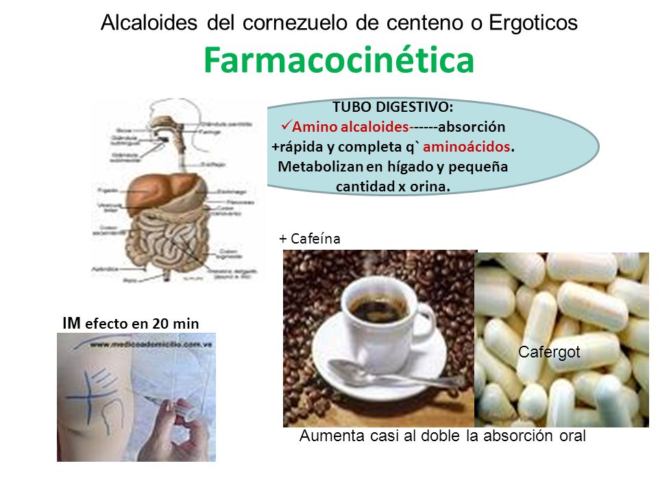 Alcaloides del cornezuelo de centeno o Ergoticos Farmacocinética