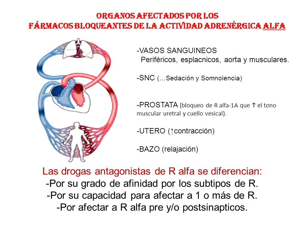 Las drogas antagonistas de R alfa se diferencian: