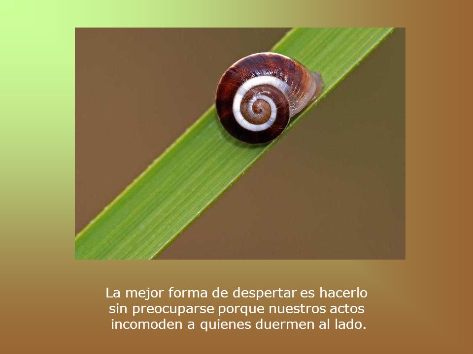 La mejor forma de despertar es hacerlo sin preocuparse porque nuestros actos incomoden a quienes duermen al lado.