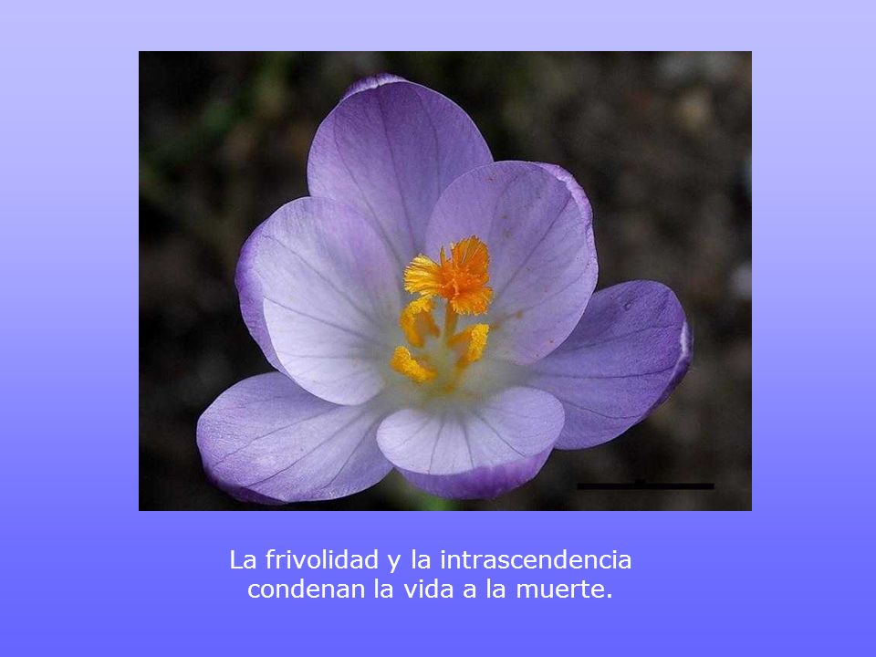 La frivolidad y la intrascendencia condenan la vida a la muerte.